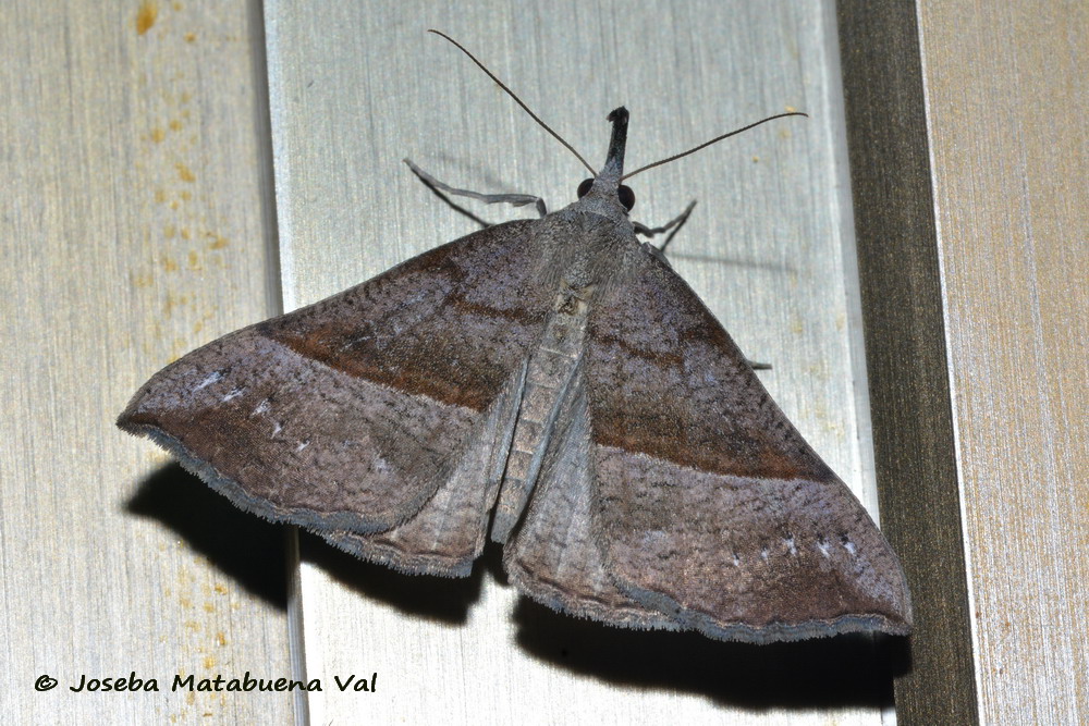 Eteroceri del mese di aprile, dal confino